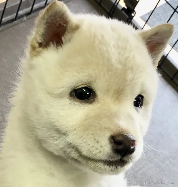 ID：1812-02608の子犬