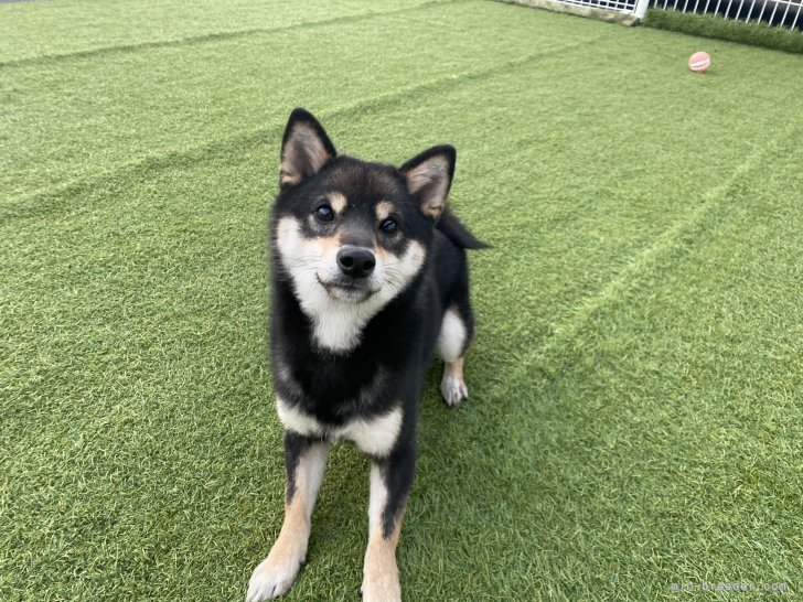 豆柴【・男の子・2021年2月21日・黒】