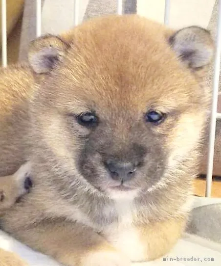 ID：1902-02111の子犬