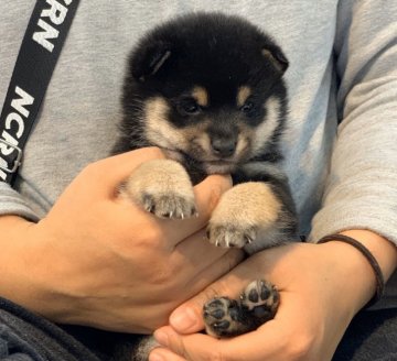 柴犬(豆柴)【鹿児島県・男の子・2019年12月7日・黒】の写真「😍性格・可愛さ💕超別格😄全国出張可能です♪♪」