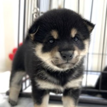 柴犬(豆柴)【鹿児島県・女の子・2023年3月6日・黒】の写真「可愛さ・性格超別格です！」