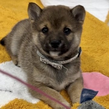 柴犬(豆柴)【鹿児島県・男の子・2023年11月6日・赤】の写真「＊サクラ長男＊12/22更新！」