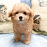 タイニープードル