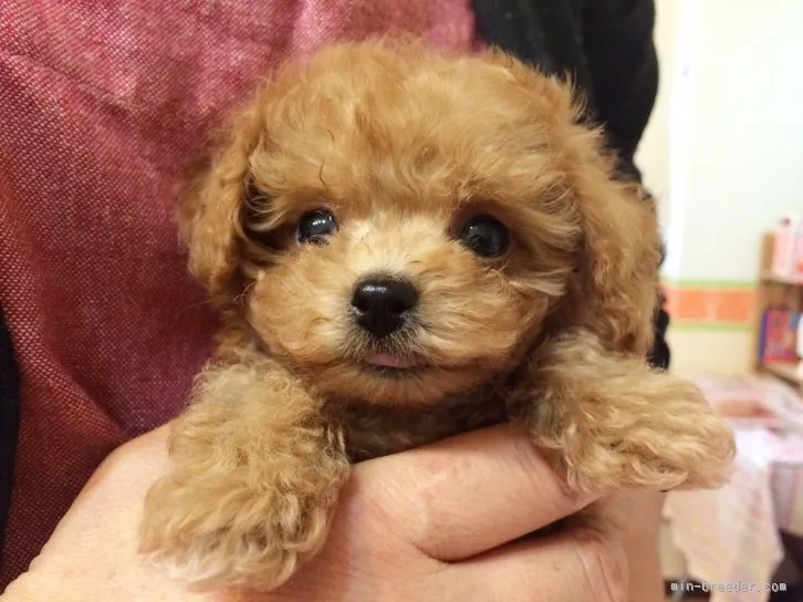 ID:1512-00715の子犬