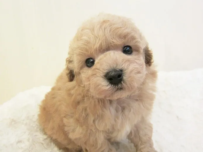 ID：1402-01160の子犬