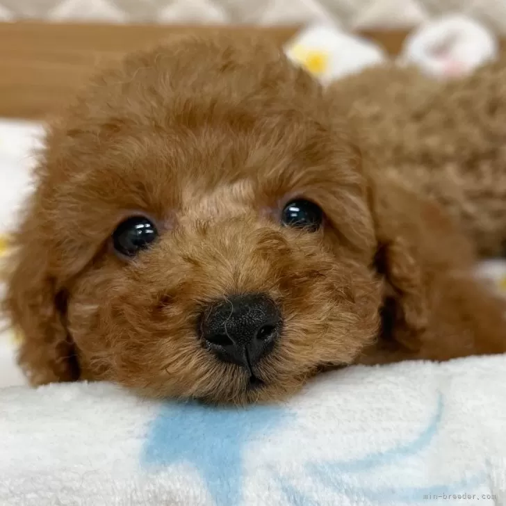 ID：2407-05303の子犬