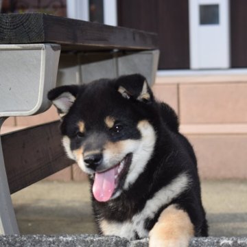 柴犬(標準サイズ)【和歌山県・男の子・2025年2月25日・黒】の写真「✨抜群の配色です✨日々かわいさ増々中です。」