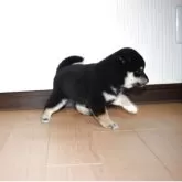 柴犬(標準サイズ)【和歌山県・女の子・2025年10月6日・黒】の写真4