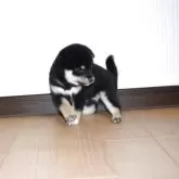 柴犬(標準サイズ)【和歌山県・女の子・2025年10月6日・黒】の写真5