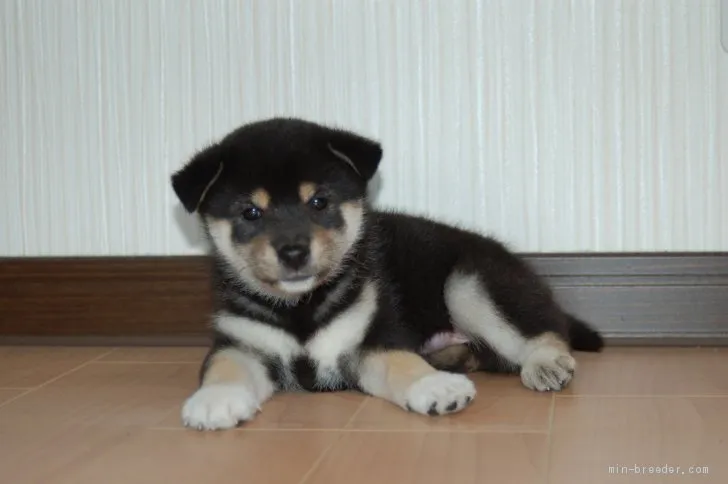 ID：1909-01909の子犬