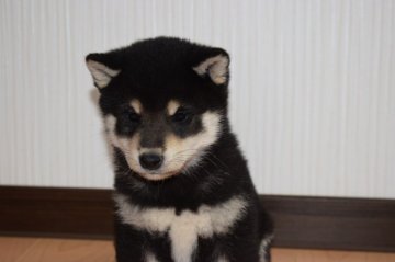 柴犬(標準サイズ)【和歌山県・男の子・2020年2月24日・黒】の写真「✨綺麗な柄の男の子✨」