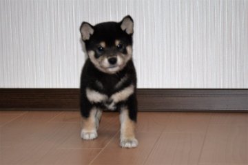 柴犬(標準サイズ)【和歌山県・男の子・2018年10月20日・黒】の写真「小振りで活発です。」