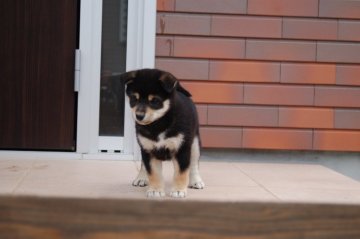 柴犬(標準サイズ)【和歌山県・女の子・2018年10月20日・黒】の写真「✨綺麗な柄の女の子✨」
