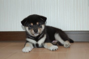 柴犬(標準サイズ)【和歌山県・男の子・2019年8月17日・黒】の写真「柄の綺麗な男の子」