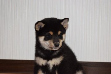 柴犬(標準サイズ)【和歌山県・男の子・2020年2月24日・黒】の写真「✨綺麗な柄の男の子✨」