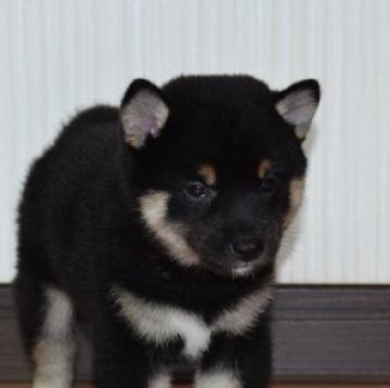 柴犬(標準サイズ)【和歌山県・女の子・2022年6月14日・黒】の写真「フワモコの可愛い女の子」