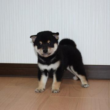 柴犬(標準サイズ)【和歌山県・男の子・2022年6月14日・黒】の写真「抜群の配色です」