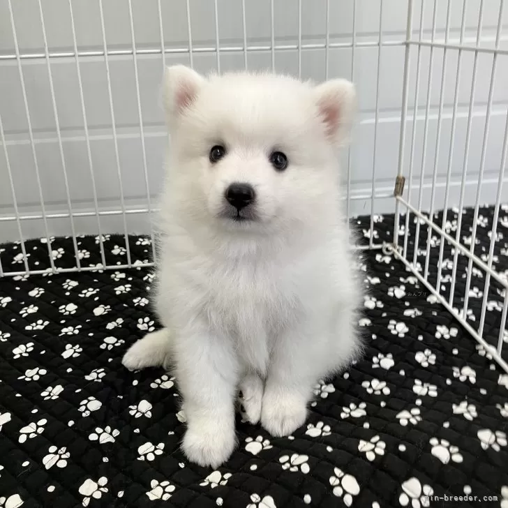 ID:2509-08213の子犬