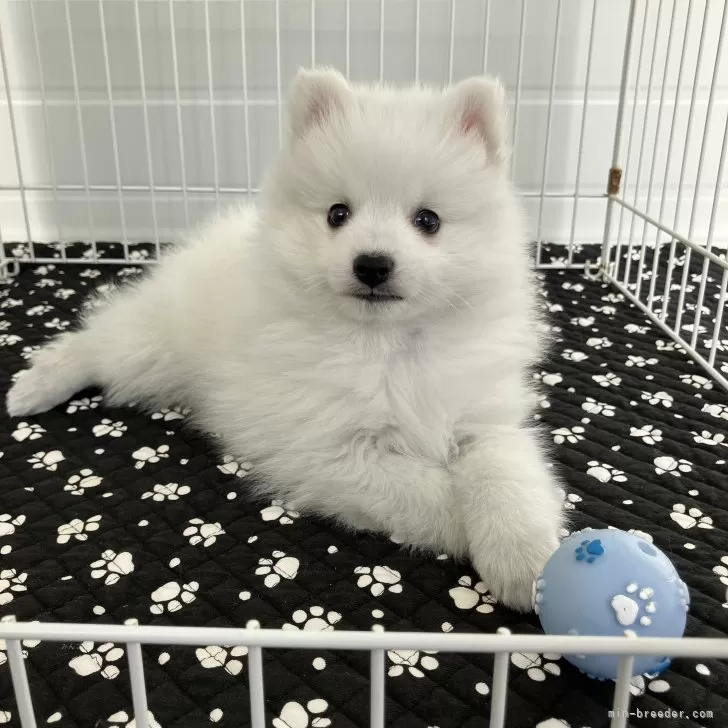 ID：2501-08271の子犬