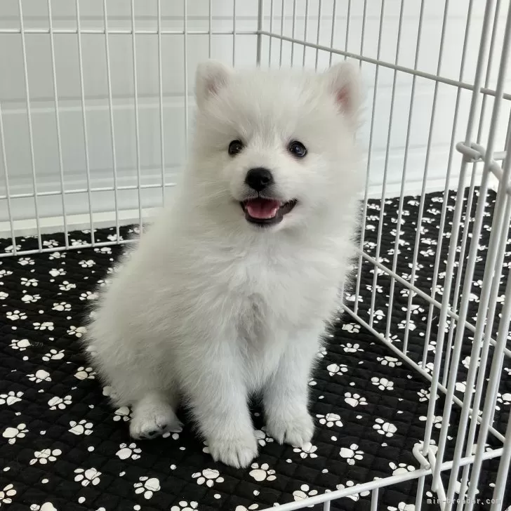 ID：2501-08274の子犬