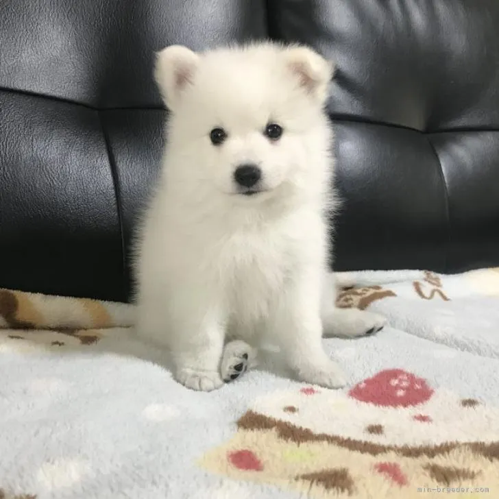 ID：2209-04948の子犬