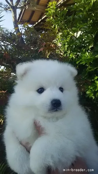 ID:1511-00288の子犬