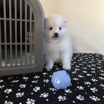 日本スピッツ【香川県・男の子・2019年10月2日・ホワイト】の写真「美ワンくん🐾」