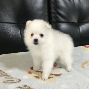 日本スピッツ【香川県・女の子・2023年1月6日・ホワイト】の写真「ずっと華やか   日本スピッツ」