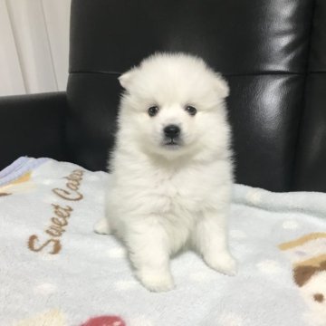 日本スピッツ【香川県・男の子・2023年1月6日・ホワイト】の写真「いつまでも色褪せない  日本スピッツ」