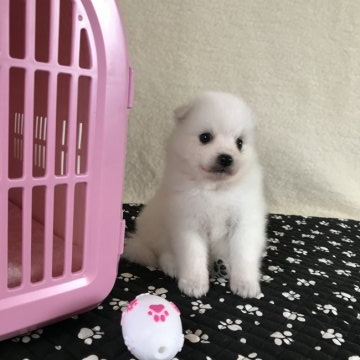 日本スピッツ【香川県・女の子・2020年6月20日・ホワイト】の写真「かわいい子」