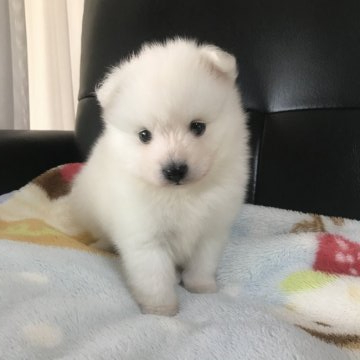 日本スピッツ【香川県・女の子・2020年9月26日・ホワイト】の写真「かわいい長女ちゃん！」