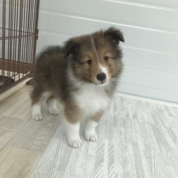 シェットランドシープドッグ【香川県・男の子・2022年5月24日・セーブル&ホワイト】の写真「人懐っこく　最高に可愛い」