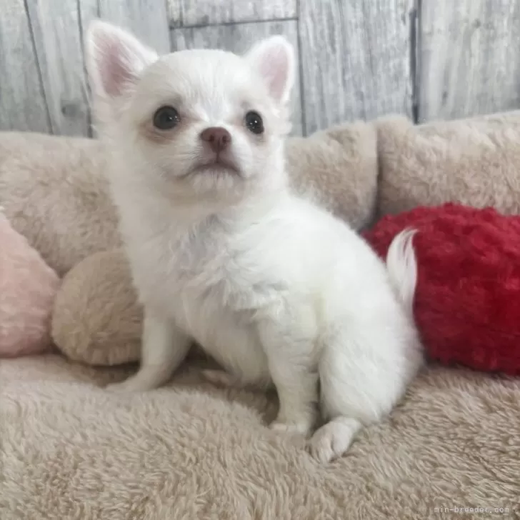 ID：2506-06333の子犬