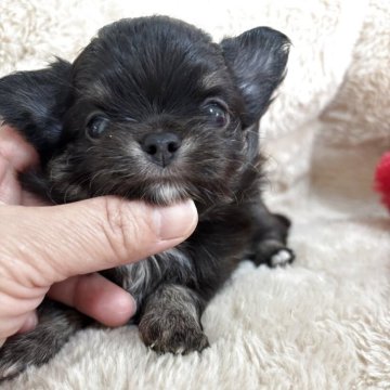 チワワ(ロング)【兵庫県・男の子・2025年4月29日・ブラックタン】の写真「優しいお顔の男の子😊」