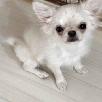 チワワ(ロング)【兵庫県・女の子・2025年4月17日・クリームホワイト】の写真「小さな明るい女の子😊」