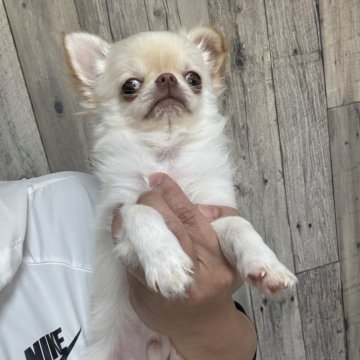 チワワ(ロング)【兵庫県・男の子・2025年8月16日・クリームホワイト】の写真「大人になってもベビーフェイス☺️」