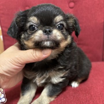 チワワ(ロング)【兵庫県・男の子・2025年6月5日・ブラックタンホワイト】の写真「人が大好きくんです☺️」