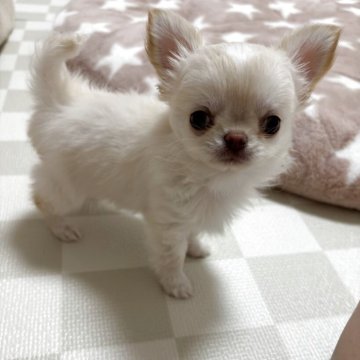 チワワ(ロング)【兵庫県・男の子・2025年8月16日・クリームホワイト】の写真「極小ちゃんチワワだけど元気いっぱい☺️」