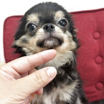 チワワ(ロング)【兵庫県・男の子・2025年6月5日・ブラックタンホワイト】の写真「性格もいい可愛い男の子です😊」
