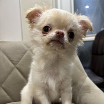 チワワ(ロング)【兵庫県・男の子・2025年8月16日・クリームホワイト】の写真「ベビーラッシュの為お値下げします😊」