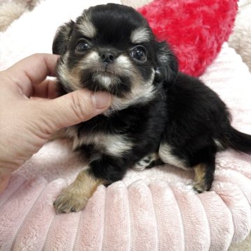 チワワ(ロング)【兵庫県・女の子・2025年10月28日・ブラックタンホワイト】の写真「まんまるおめめで女の子らしい可愛いお顔です😊」