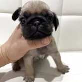 パグ