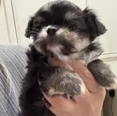 チワワ(ロング)