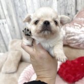 チワワ(ロング)