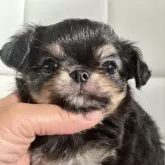 チワワ(ロング)