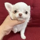 チワワ(ロング)