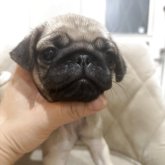 パグ