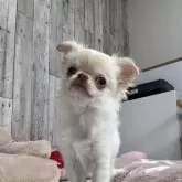 チワワ(ロング)