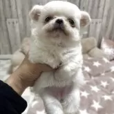 チワワ(ロング)