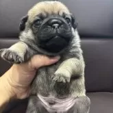 パグ